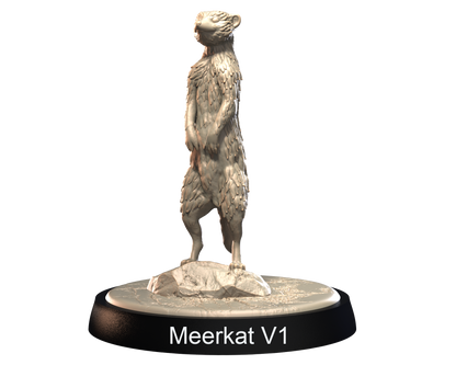 Meerkats