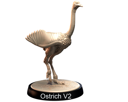Ostrich