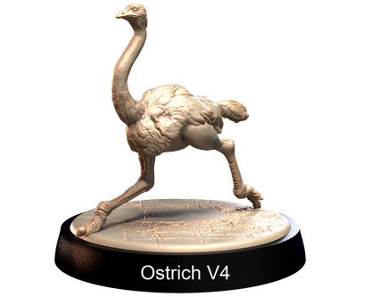 Ostrich